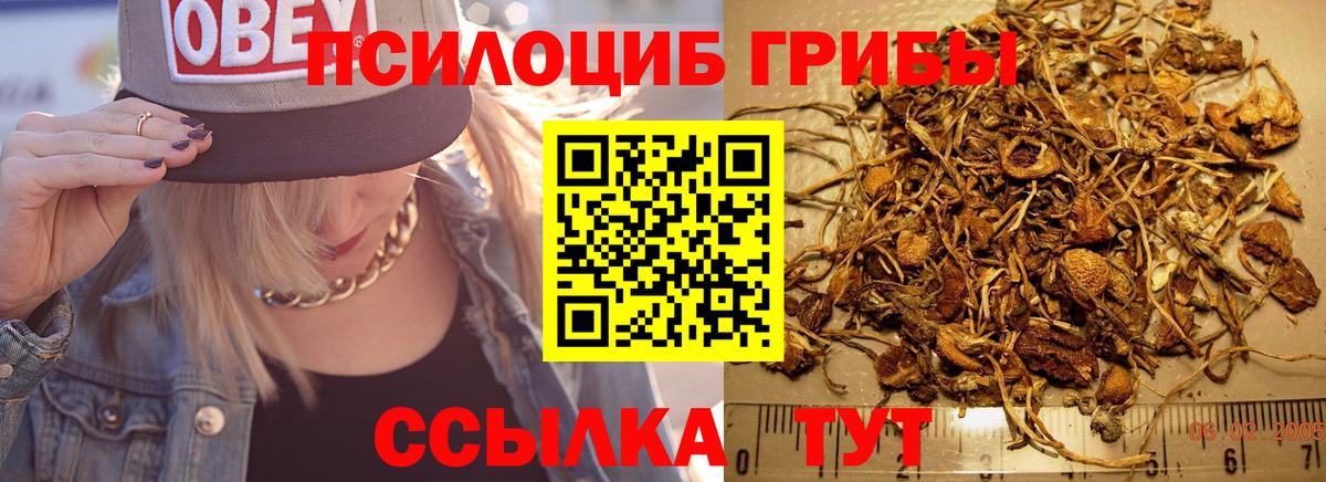 Псилоцибиновые грибы Cubensis  Вход с VPN  Белово  Псилоцибиновые грибы прущие грибы 